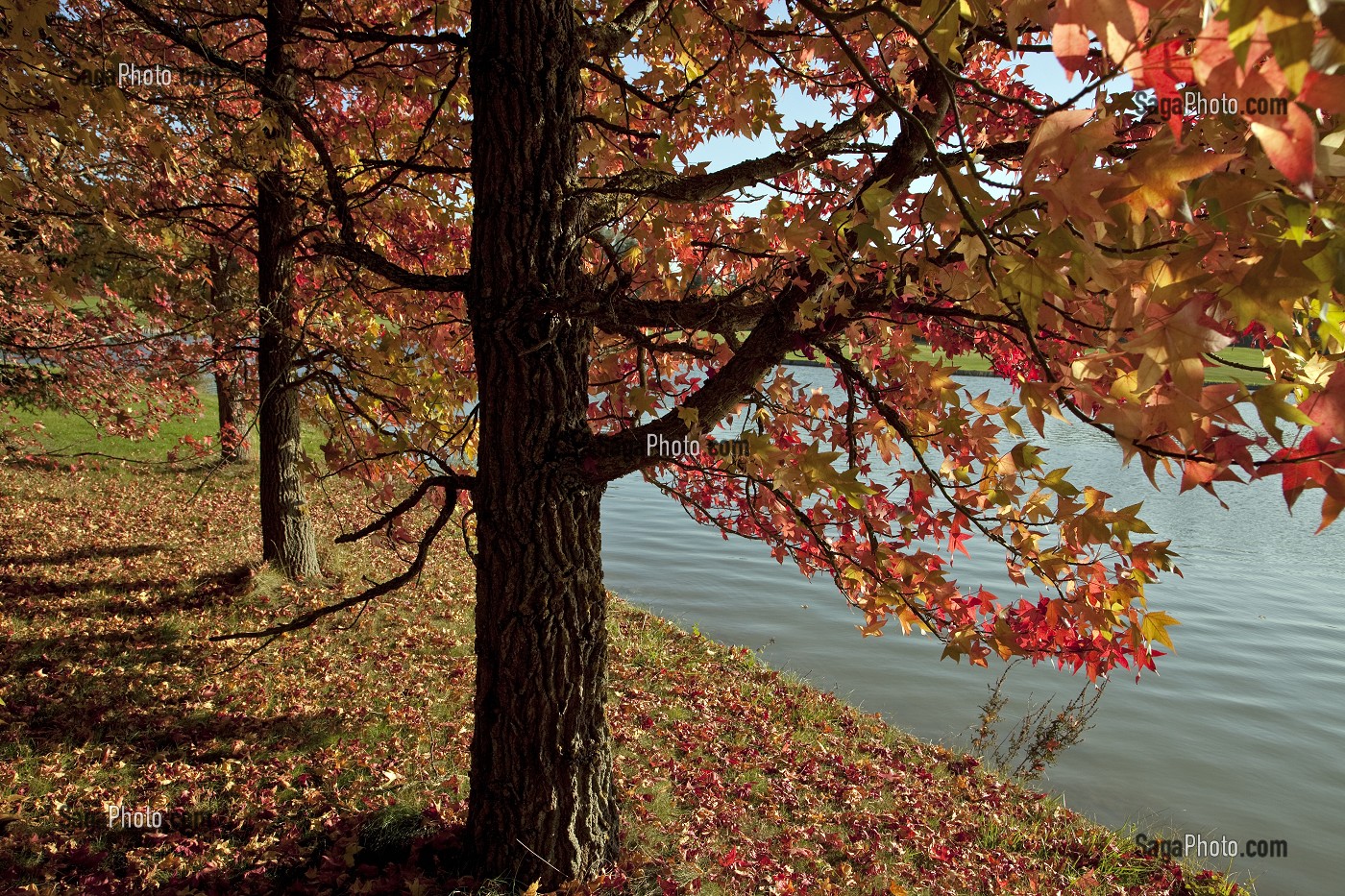 ERABLE AUX COULEURS ROUGES DE L'AUTOMNE, GOLF PARC ARBORETUM DE NANTILLY, CREATION DE ROBERT HERSANT, LA CHAUSSEE D'IVRY, EURE-ET-LOIR (28), FRANCE 