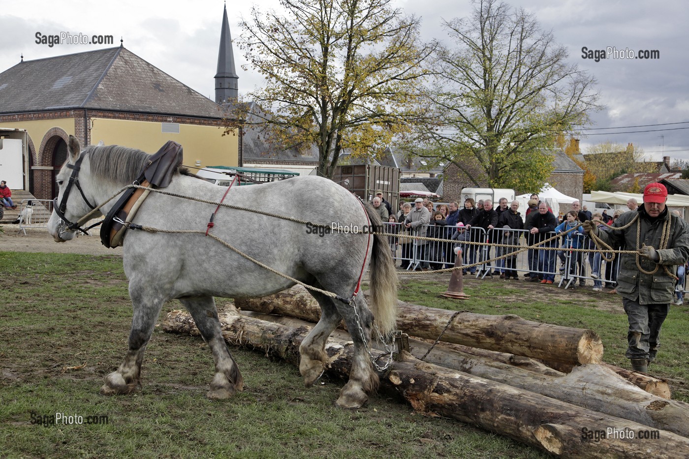 DEMONSTRATION DE DEBARDAGE ANIMAL, TRACTION DES GRUMES DE BOIS, FETE DU PERCHERON OU FOIRE DE LA SAINT-MARTIN, LA BAZOCHE-GOUET, EURE-ET-LOIR (28), FRANCE 