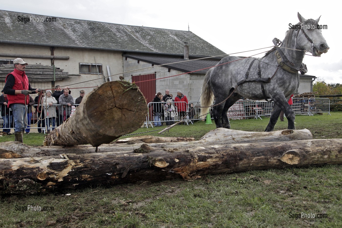 DEMONSTRATION DE DEBARDAGE ANIMAL, TRACTION DES GRUMES DE BOIS, FETE DU PERCHERON OU FOIRE DE LA SAINT-MARTIN, LA BAZOCHE-GOUET, EURE-ET-LOIR (28), FRANCE 