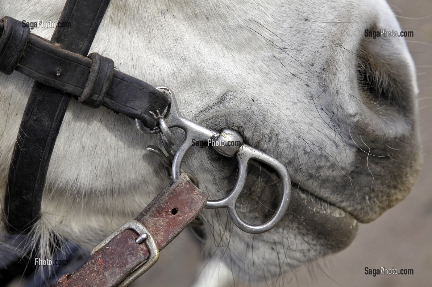 GROS PLAN DU MORS DANS LA BOUCHE DU CHEVAL, FETE DU PERCHERON OU FOIRE DE LA SAINT-MARTIN, LA BAZOCHE-GOUET, EURE-ET-LOIR (28), FRANCE 