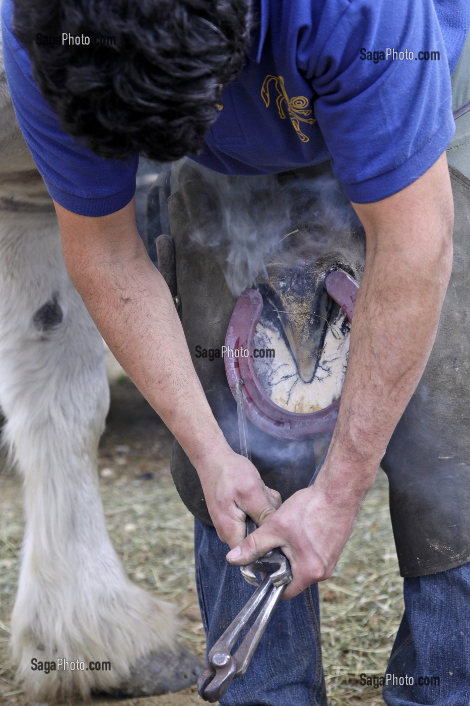 DEMONSTRATION DU METIER DE MARECHAL-FERRANT, FETE DU PERCHERON OU FOIRE DE LA SAINT-MARTIN, LA BAZOCHE-GOUET, EURE-ET-LOIR (28), FRANCE 