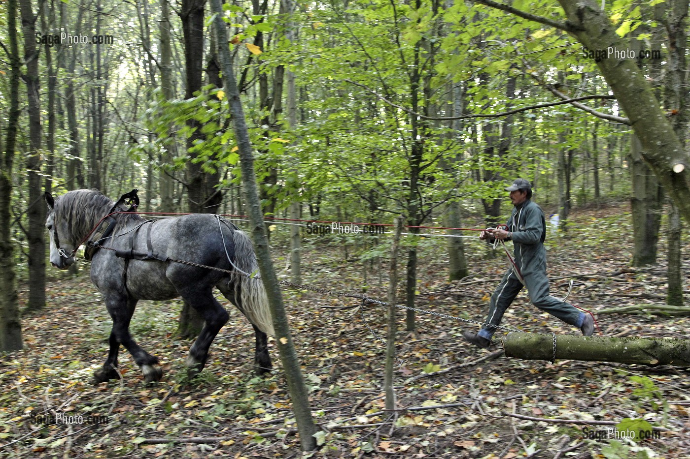 TRACTION ANIMALE D'UNE GRUME, TRAVAIL DE DEBARDAGE DU BOIS EN FORET AVEC DES CHEVAUX PERCHERONS, SAINT-JEAN-PIERRE-FIXTE, EURE-ET-LOIR (28), FRANCE 