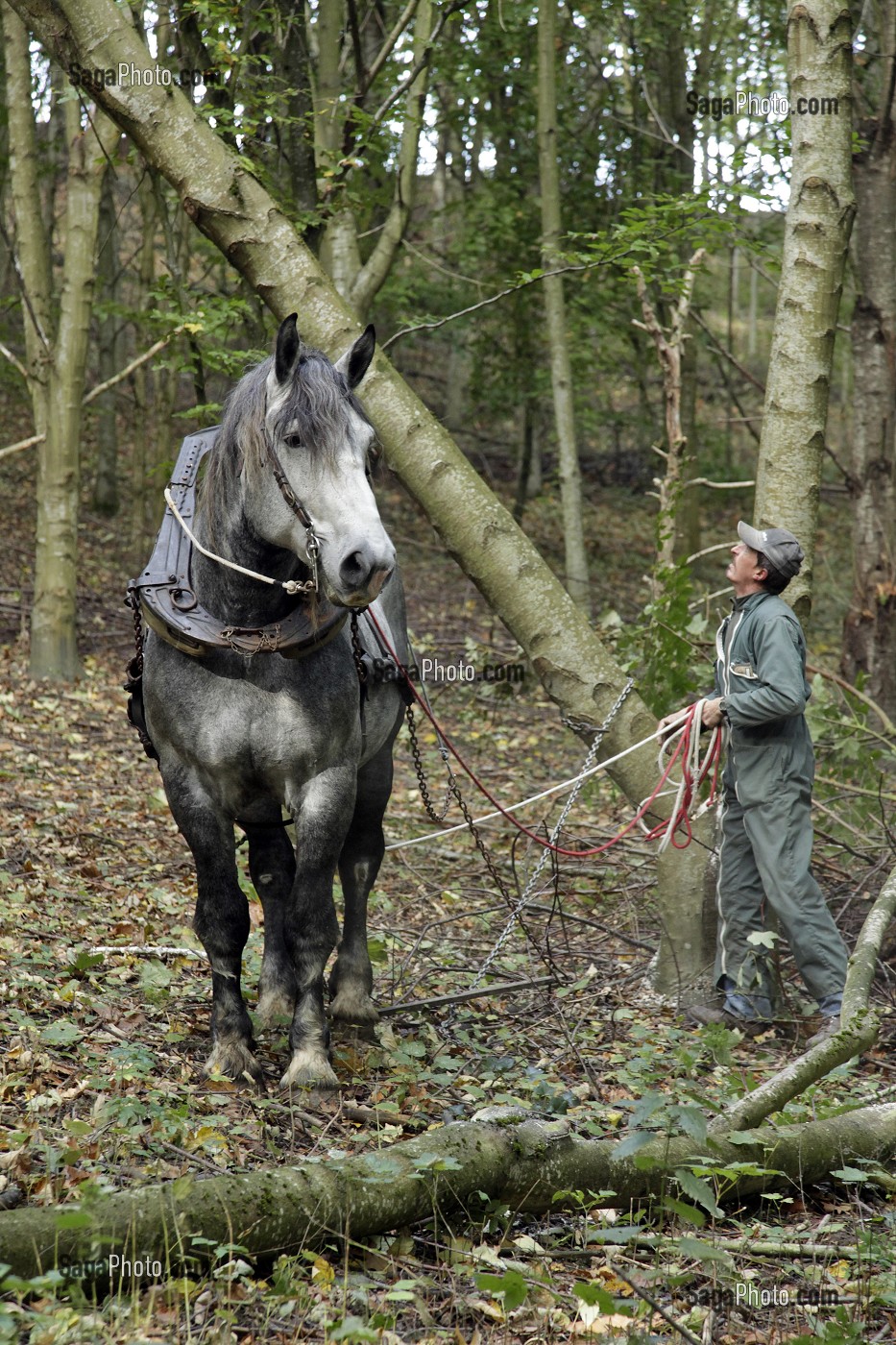 TRAVAIL DE DEBARDAGE DU BOIS EN FORET AVEC DES CHEVAUX PERCHERONS, SAINT-JEAN-PIERRE-FIXTE, EURE-ET-LOIR (28), FRANCE 