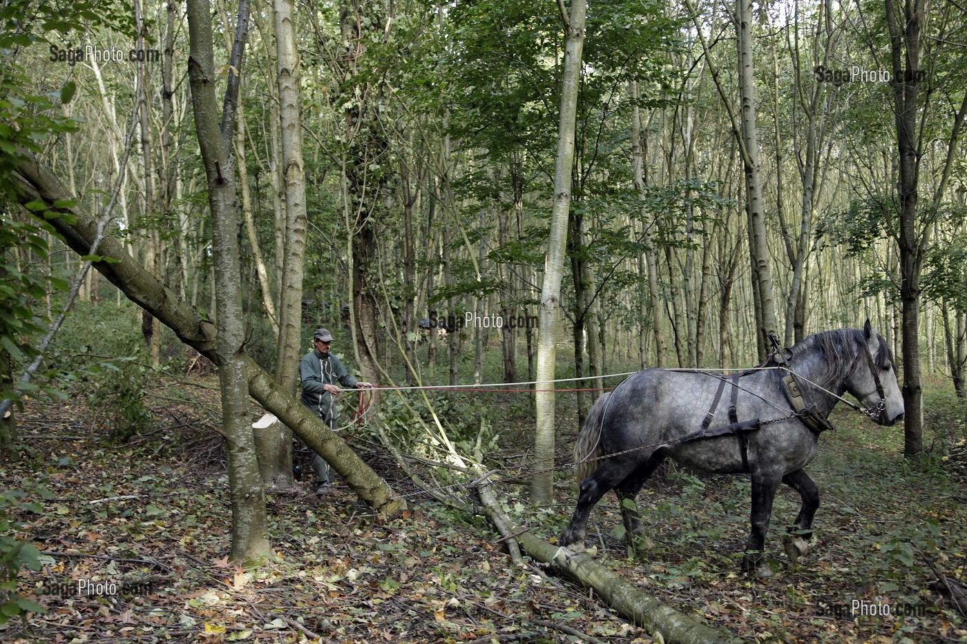 TRAVAIL DE DEBARDAGE DU BOIS EN FORET AVEC DES CHEVAUX PERCHERONS, SAINT-JEAN-PIERRE-FIXTE, EURE-ET-LOIR (28), FRANCE 
