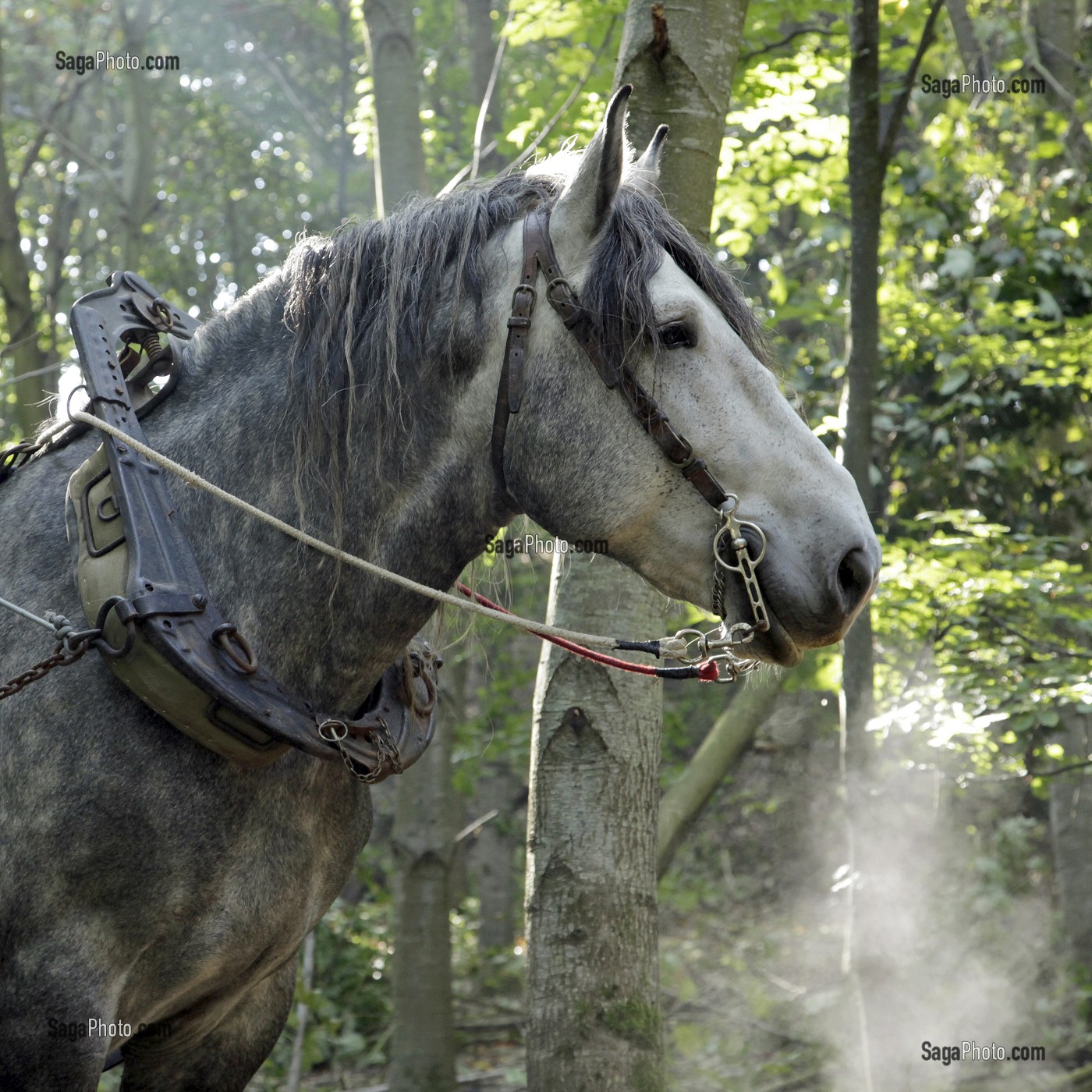 TRAVAIL DE DEBARDAGE DU BOIS EN FORET AVEC DES CHEVAUX PERCHERONS, SAINT-JEAN-PIERRE-FIXTE, EURE-ET-LOIR (28), FRANCE 