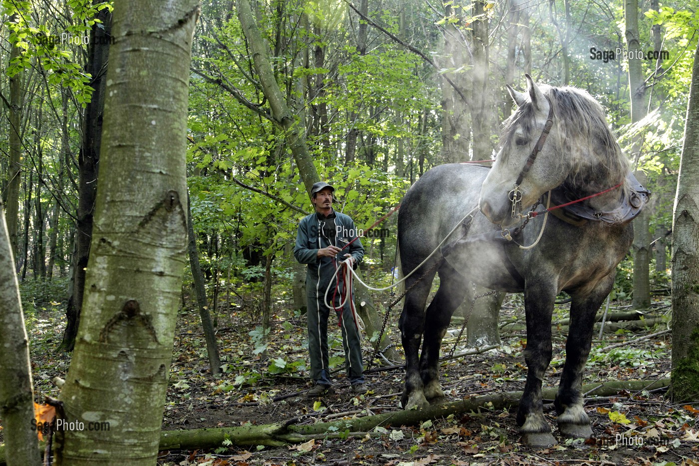 TRAVAIL DE DEBARDAGE DU BOIS EN FORET AVEC DES CHEVAUX PERCHERONS, SAINT-JEAN-PIERRE-FIXTE, EURE-ET-LOIR (28), FRANCE 