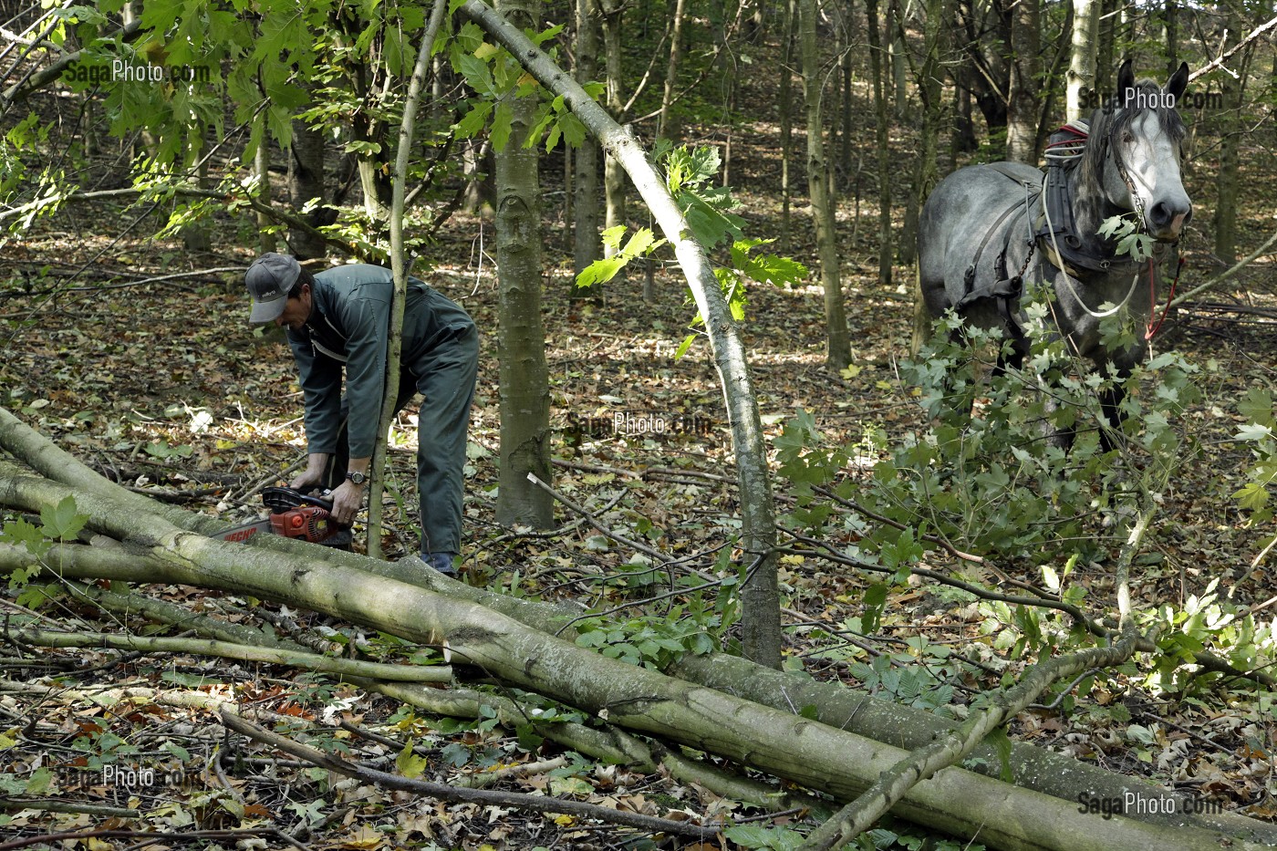 TRAVAIL DE DEBARDAGE DU BOIS EN FORET AVEC DES CHEVAUX PERCHERONS, SAINT-JEAN-PIERRE-FIXTE, EURE-ET-LOIR (28), FRANCE 