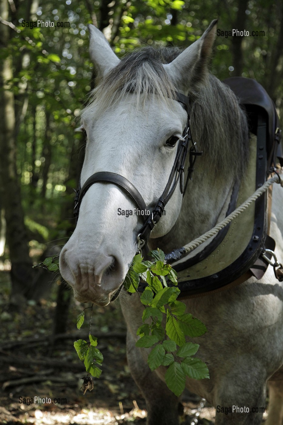 PORTRAIT D'UN CHEVAU PERCHERON QUI MANGE DES FEUILLES, SAINT-JEAN-PIERRE-FIXTE, EURE-ET-LOIR (28), FRANCE 