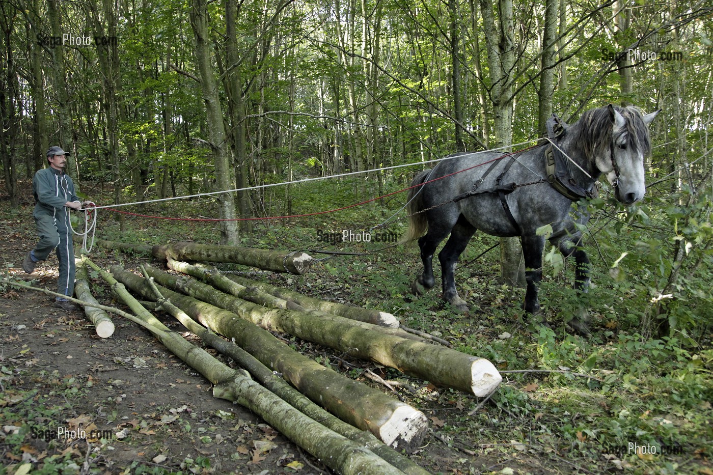 TRAVAIL DE DEBARDAGE DU BOIS EN FORET AVEC DES CHEVAUX PERCHERONS, SAINT-JEAN-PIERRE-FIXTE, EURE-ET-LOIR (28), FRANCE 