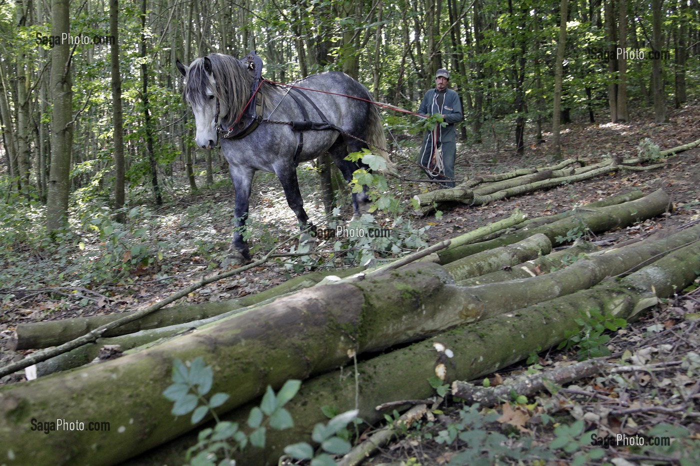 TRAVAIL DE DEBARDAGE DU BOIS EN FORET AVEC DES CHEVAUX PERCHERONS, SAINT-JEAN-PIERRE-FIXTE, EURE-ET-LOIR (28), FRANCE 
