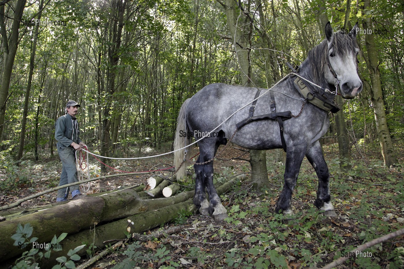 TRAVAIL DE DEBARDAGE DU BOIS EN FORET AVEC DES CHEVAUX PERCHERONS, SAINT-JEAN-PIERRE-FIXTE, EURE-ET-LOIR (28), FRANCE 
