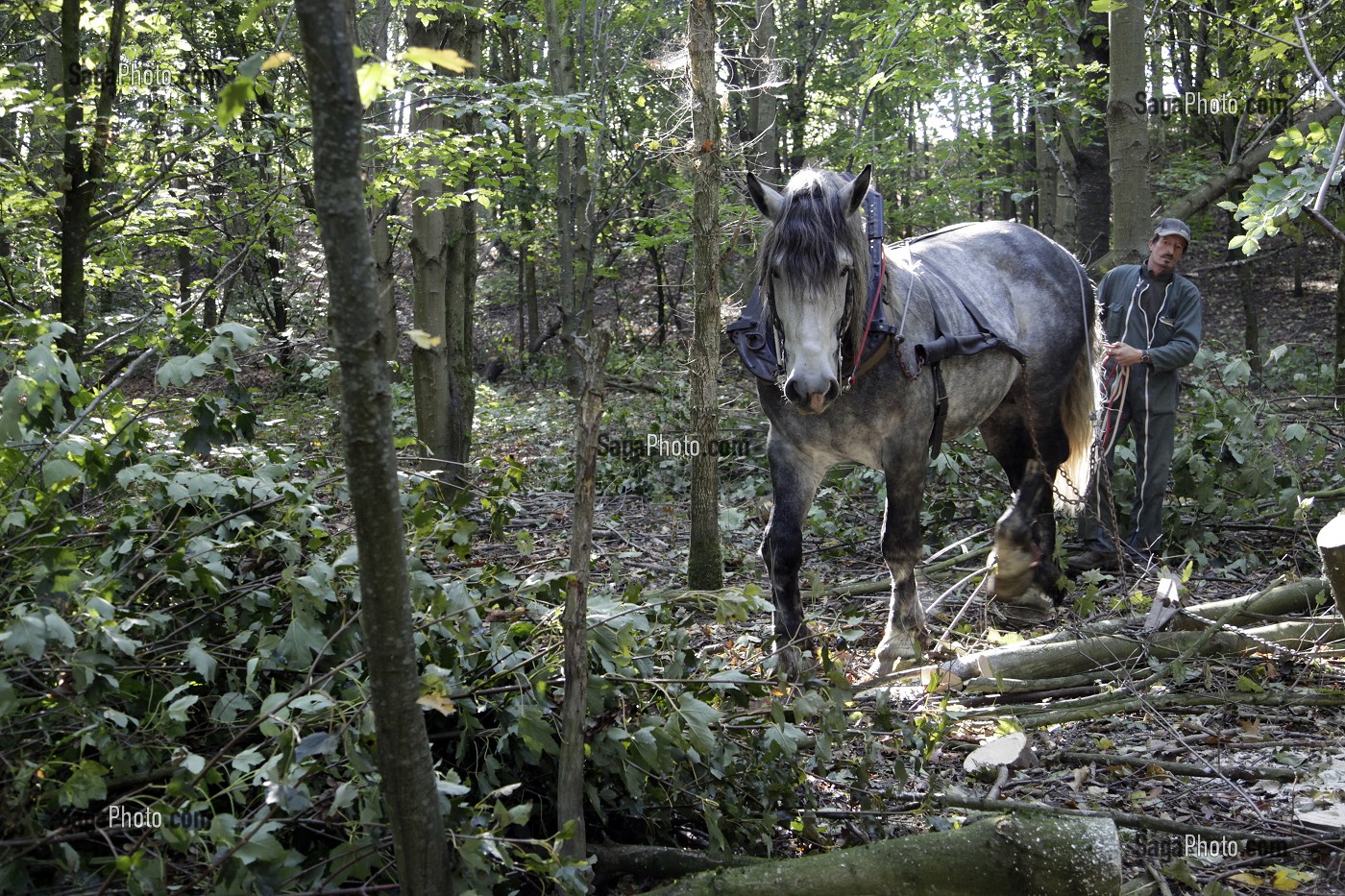 TRAVAIL DE DEBARDAGE DU BOIS EN FORET AVEC DES CHEVAUX PERCHERONS, SAINT-JEAN-PIERRE-FIXTE, EURE-ET-LOIR (28), FRANCE 