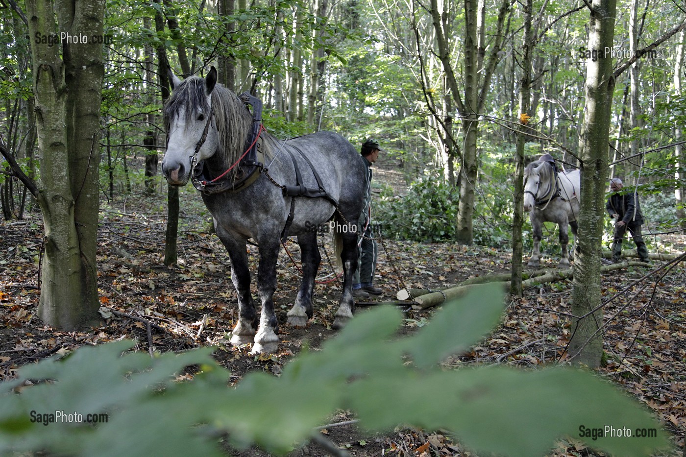 TRAVAIL DE DEBARDAGE DU BOIS EN FORET AVEC DES CHEVAUX PERCHERONS, SAINT-JEAN-PIERRE-FIXTE, EURE-ET-LOIR (28), FRANCE 