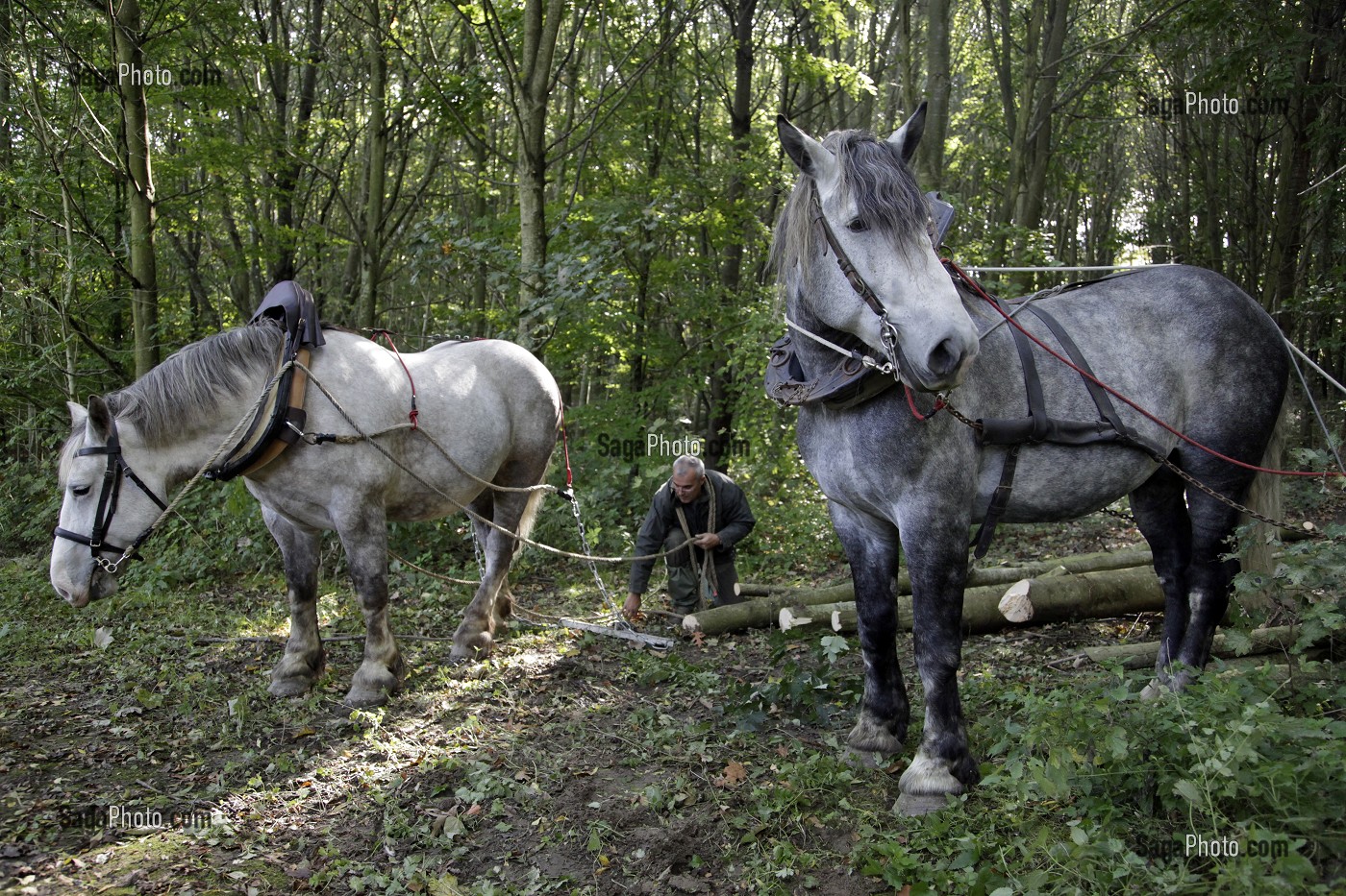 TRAVAIL DE DEBARDAGE DU BOIS EN FORET AVEC DES CHEVAUX PERCHERONS, SAINT-JEAN-PIERRE-FIXTE, EURE-ET-LOIR (28), FRANCE 