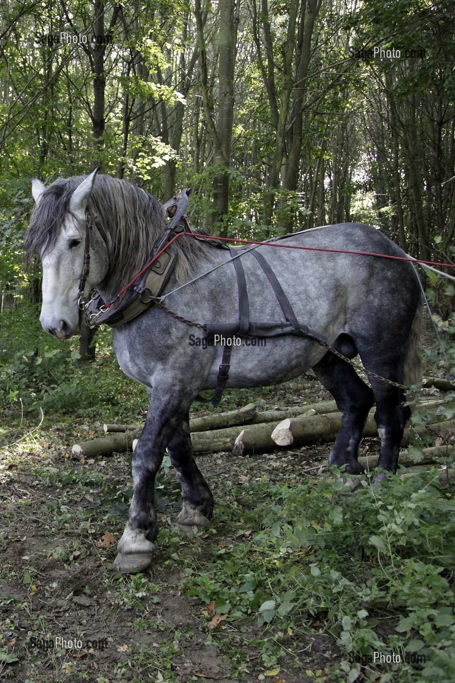 TRAVAIL DE DEBARDAGE DU BOIS EN FORET AVEC DES CHEVAUX PERCHERONS, SAINT-JEAN-PIERRE-FIXTE, EURE-ET-LOIR (28), FRANCE 