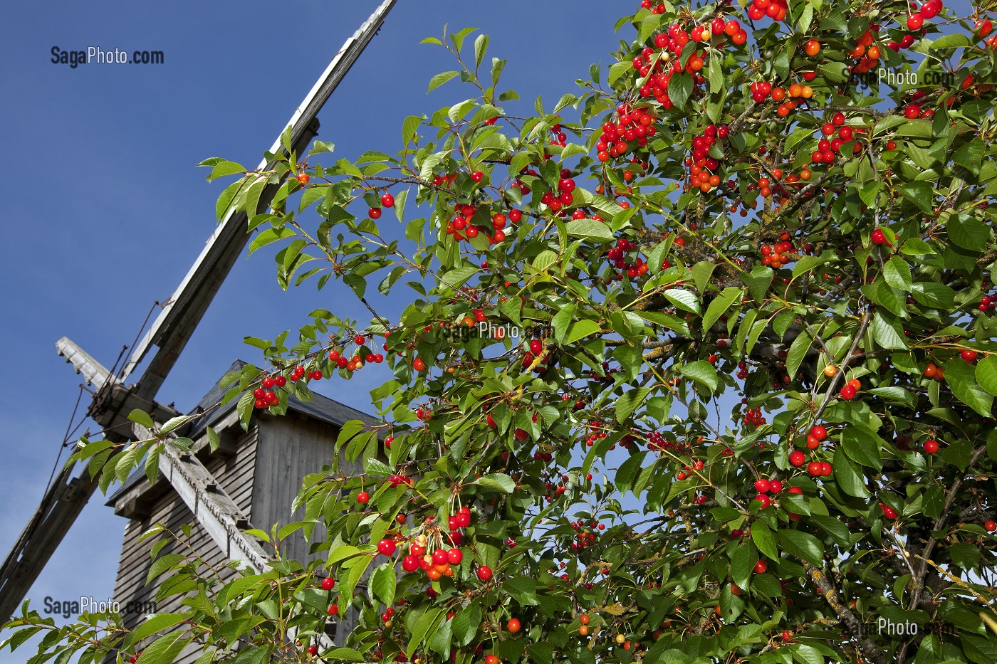 CERISIERS ET CERISES DEVANT LE MOULIN A VENT FERNAND BARBIER DU XV IEME SIECLE, LEVESVILLE-LA CHENARD, EURE-ET-LOIR (28), FRANCE 