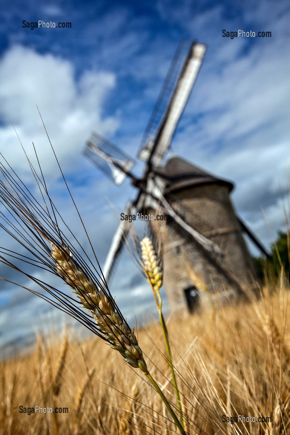 MOULIN A VENT EN PIERRE DE FROUVILLE-PENSIER (1826) DANS LES BLES, BEAUCE, OZOIR-LE-BREUIL, EURE-ET-LOIR (28), FRANCE 