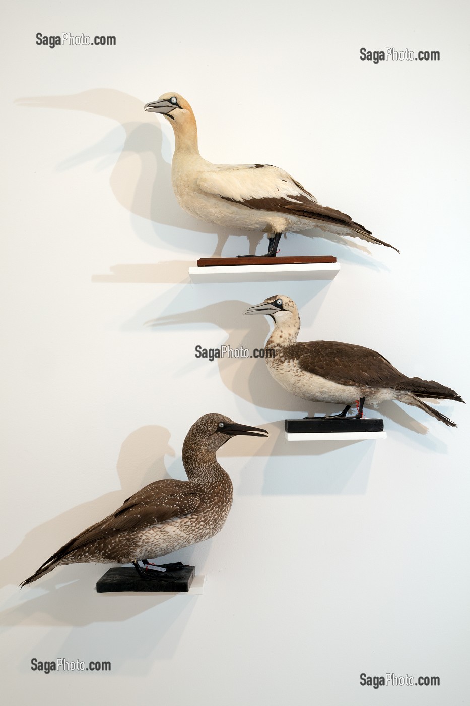 OISEAUX OFFERTS PAR LE MARQUIS DE TARRAGON EN 1897, SALLE DES OISEAUX, MUSEE DES BEAUX-ARTS ET D'HISTOIRE NATURELLE DE CHATEAUDUN, EURE-ET-LOIR (28), FRANCE 