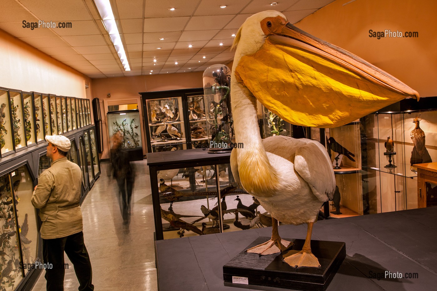 PELICAN OFFERT PAR LE MARQUIS DE TARRAGON EN 1897, SALLE DES OISEAUX, MUSEE DES BEAUX-ARTS ET D'HISTOIRE NATURELLE DE CHATEAUDUN, EURE-ET-LOIR (28), FRANCE 