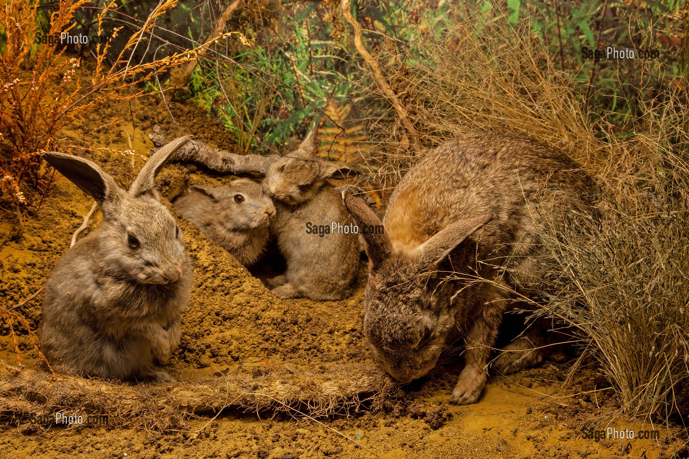 LAPINS DE GARENNE ET SES PETITS, DIORAMA DES GIBIERS LOCAUX, MUSEE DES BEAUX-ARTS ET D'HISTOIRE NATURELLE DE CHATEAUDUN, EURE-ET-LOIR (28), FRANCE 