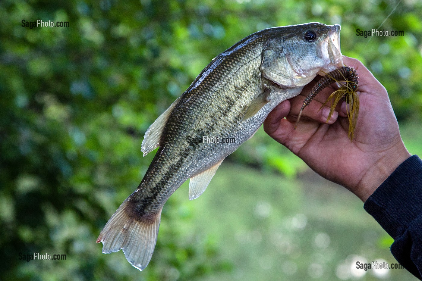 POISSON BLACK BASS, PECHE NO-KILL AVEC REMISE IMMEDIATE DES POISSONS DANS L'EAU, ETANG DE DOUY PRES DE CHATEAUDUN, EURE-ET-LOIR (28), FRANCE 