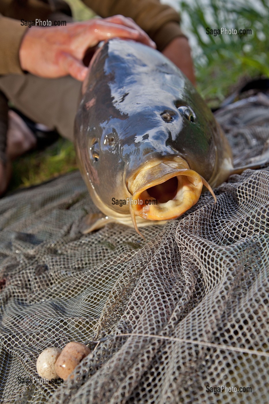 CARPE MIROIR, PECHE NO-KILL, MEZIERES-ECLUIZELLES, EURE-ET-LOIR, FRANCE 