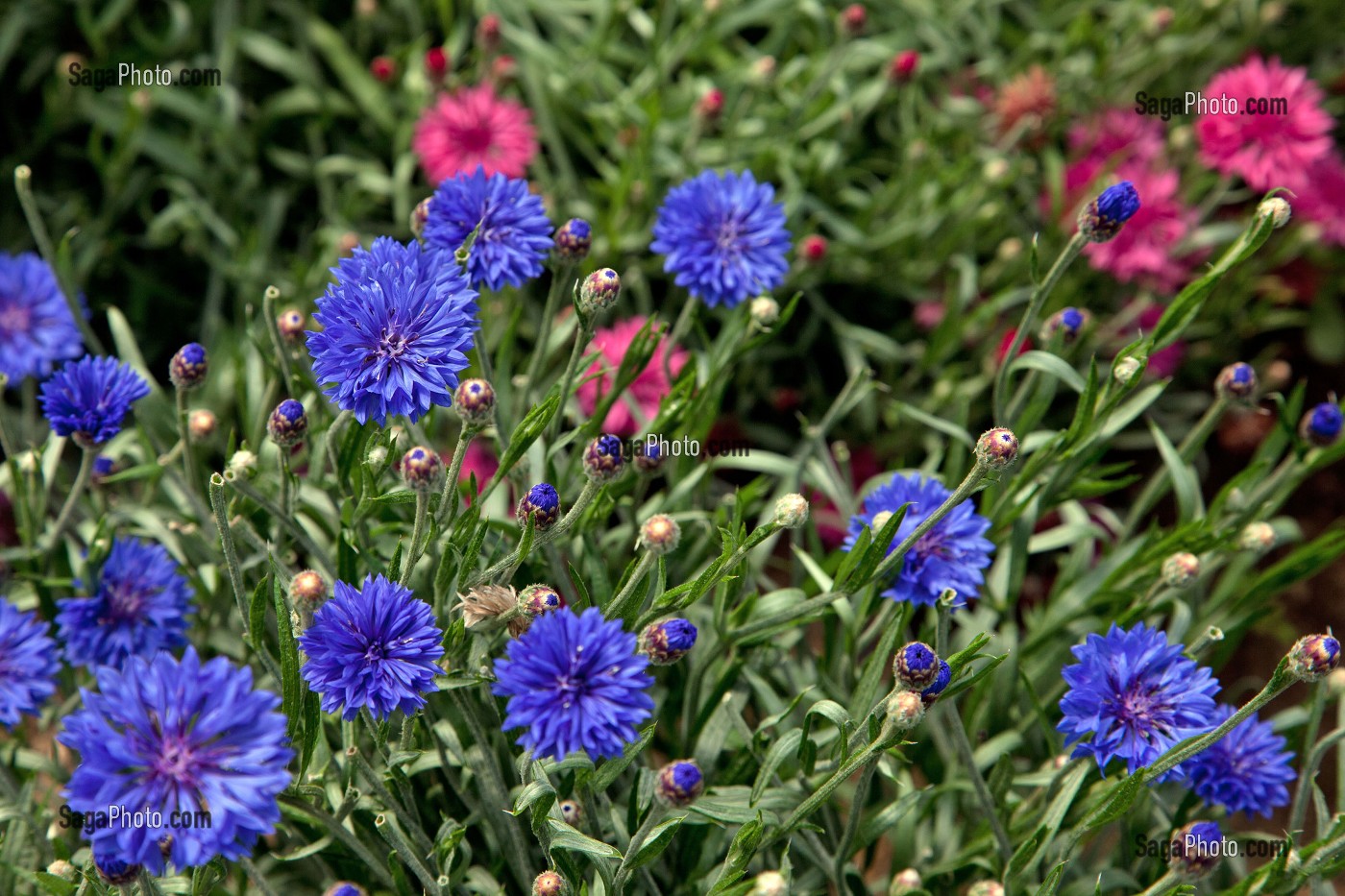 CULTURE DE FLEURS COMESTIBLES, EURE-ET-LOIR, CENTRE, FRANCE 