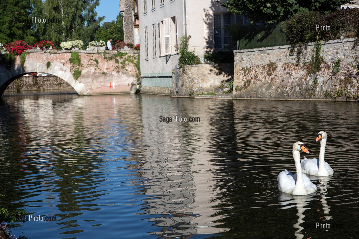 COUPLE DE CYGNES SUR LES FOSSES DU LOIR QUI ENTOURENT LA VILLE, CITE MEDIEVALE DE BONNEVAL, SURNOMMEE LA PETITE VENISE DE LA BEAUCE, EURE-ET-LOIR (28), FRANCE 