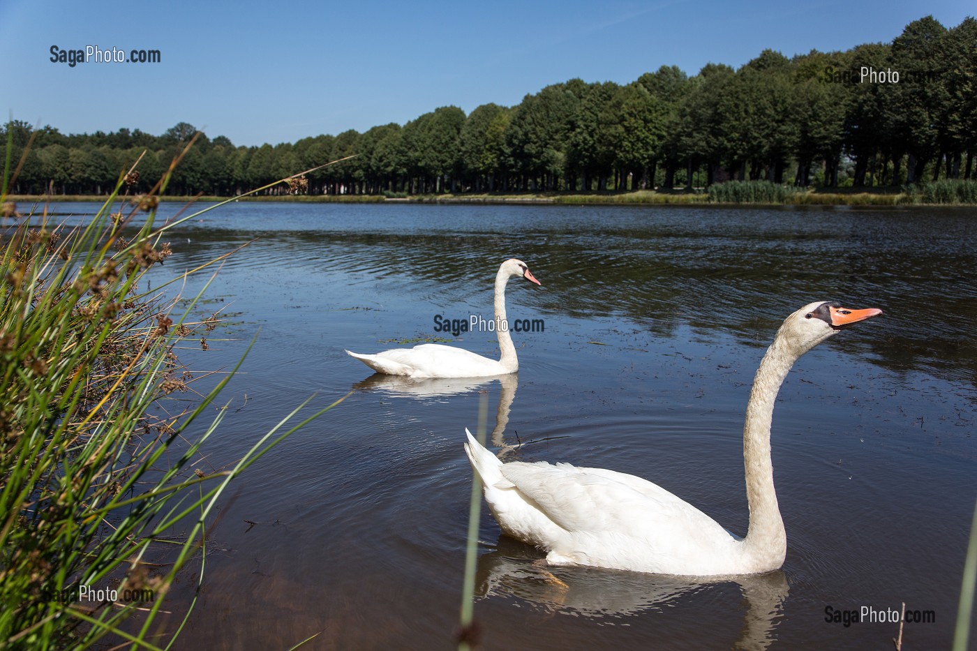 COUPLE DE CYGNES SUR LES BASSINS DU CHATEAU, LA FERTE-VIDAME, EURE-ET-LOIR (28), FRANCE 