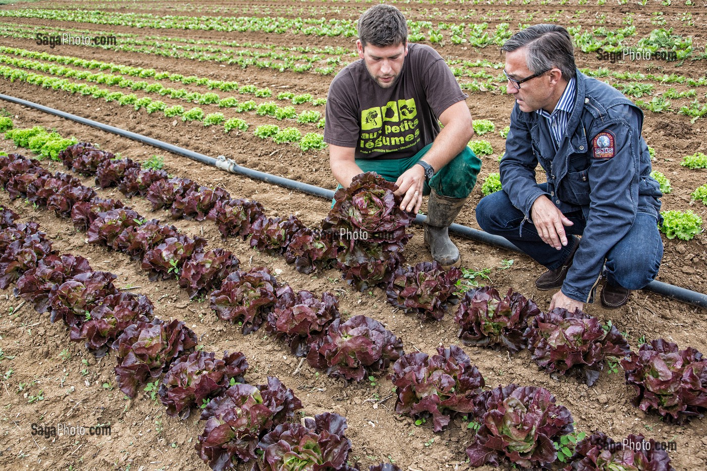 LAURENT CLEMENT, CHEF DE L'HOTEL RESTAURANT LE GRAND MONARQUE, EN COMPAGNIE DU MARAICHER ALEXANDRE MORNAS, SUR SON EXPLOITATION MARAICHERE BIOLOGIQUE AUX PETITS LEGUMES, BERCHERES-LES-PIERRES, EURE-ET-LOIR (28), FRANCE 
