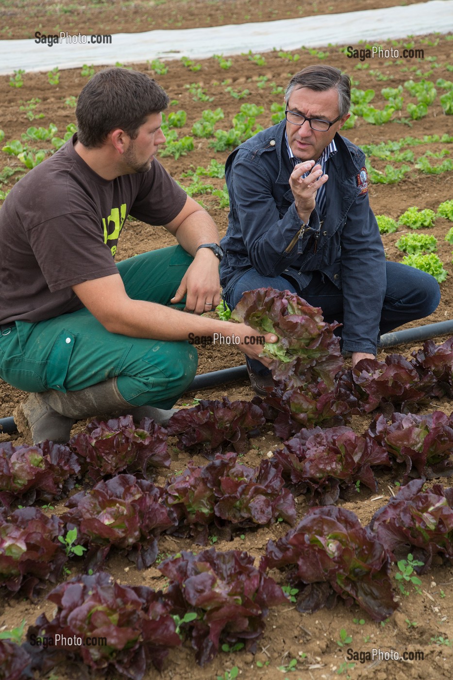 LAURENT CLEMENT, CHEF DE L'HOTEL RESTAURANT LE GRAND MONARQUE, EN COMPAGNIE DU MARAICHER ALEXANDRE MORNAS, SUR SON EXPLOITATION MARAICHERE BIOLOGIQUE AUX PETITS LEGUMES, BERCHERES-LES-PIERRES, EURE-ET-LOIR (28), FRANCE 