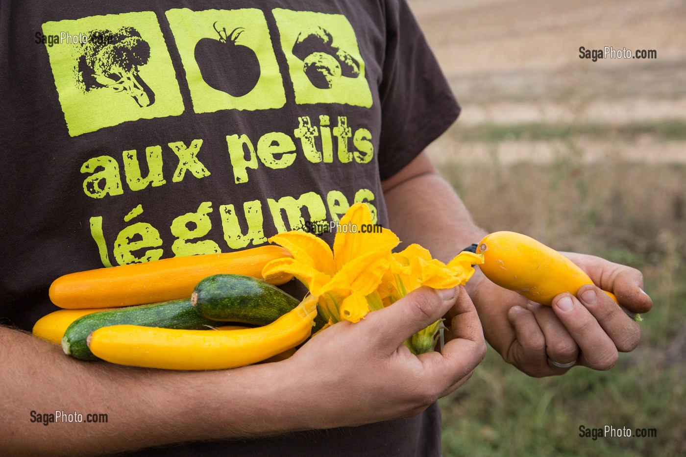 MARAICHAGE BIOLOGIQUE AUX PETITS LEGUMES DU PRODUCTEUR ALEXANDRE MORNAS, BERCHERES-LES-PIERRES, EURE-ET-LOIR (28), FRANCE 