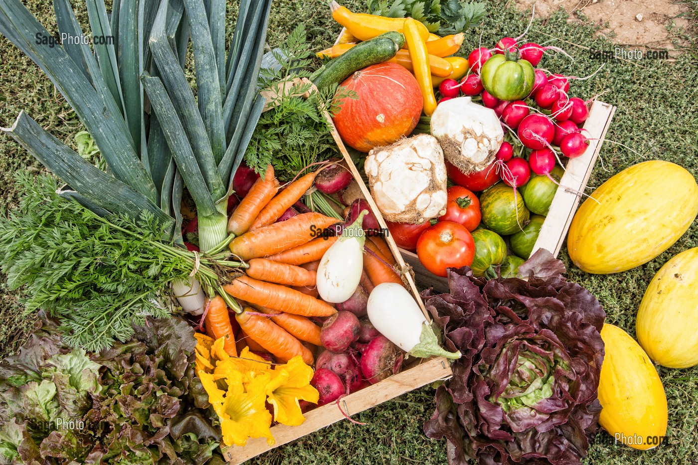 PRODUITS ISSUS DE L'AGRICULTURE BIOLOGIQUE DESTINES AUX AMAP, MARAICHAGE BIOLOGIQUE AUX PETITS LEGUMES DU PRODUCTEUR ALEXANDRE MORNAS, BERCHERES-LES-PIERRES, EURE-ET-LOIR (28), FRANCE 