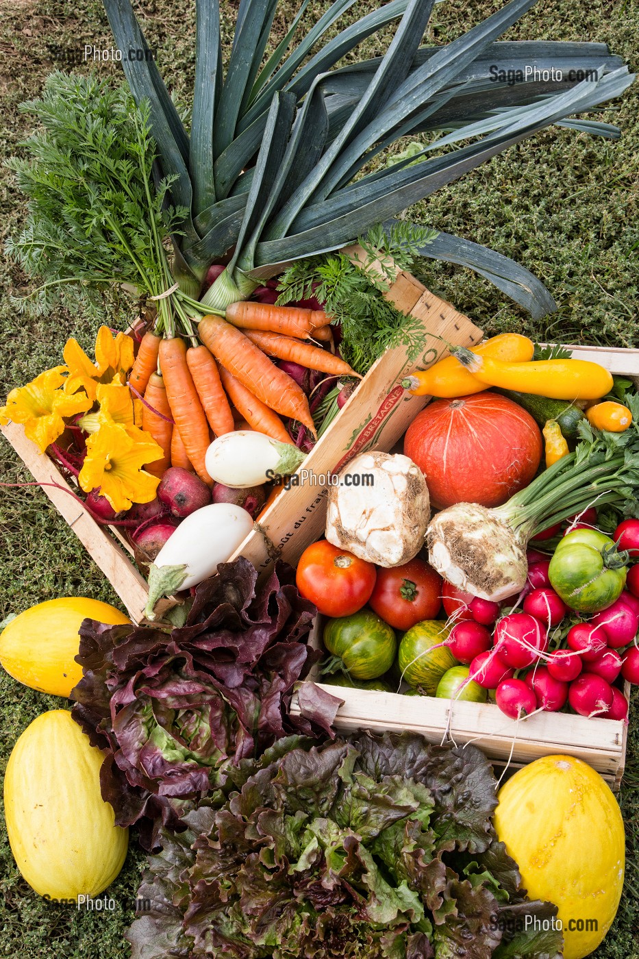 PRODUITS ISSUS DE L'AGRICULTURE BIOLOGIQUE DESTINES AUX AMAP, MARAICHAGE BIOLOGIQUE AUX PETITS LEGUMES DU PRODUCTEUR ALEXANDRE MORNAS, BERCHERES-LES-PIERRES, EURE-ET-LOIR (28), FRANCE 