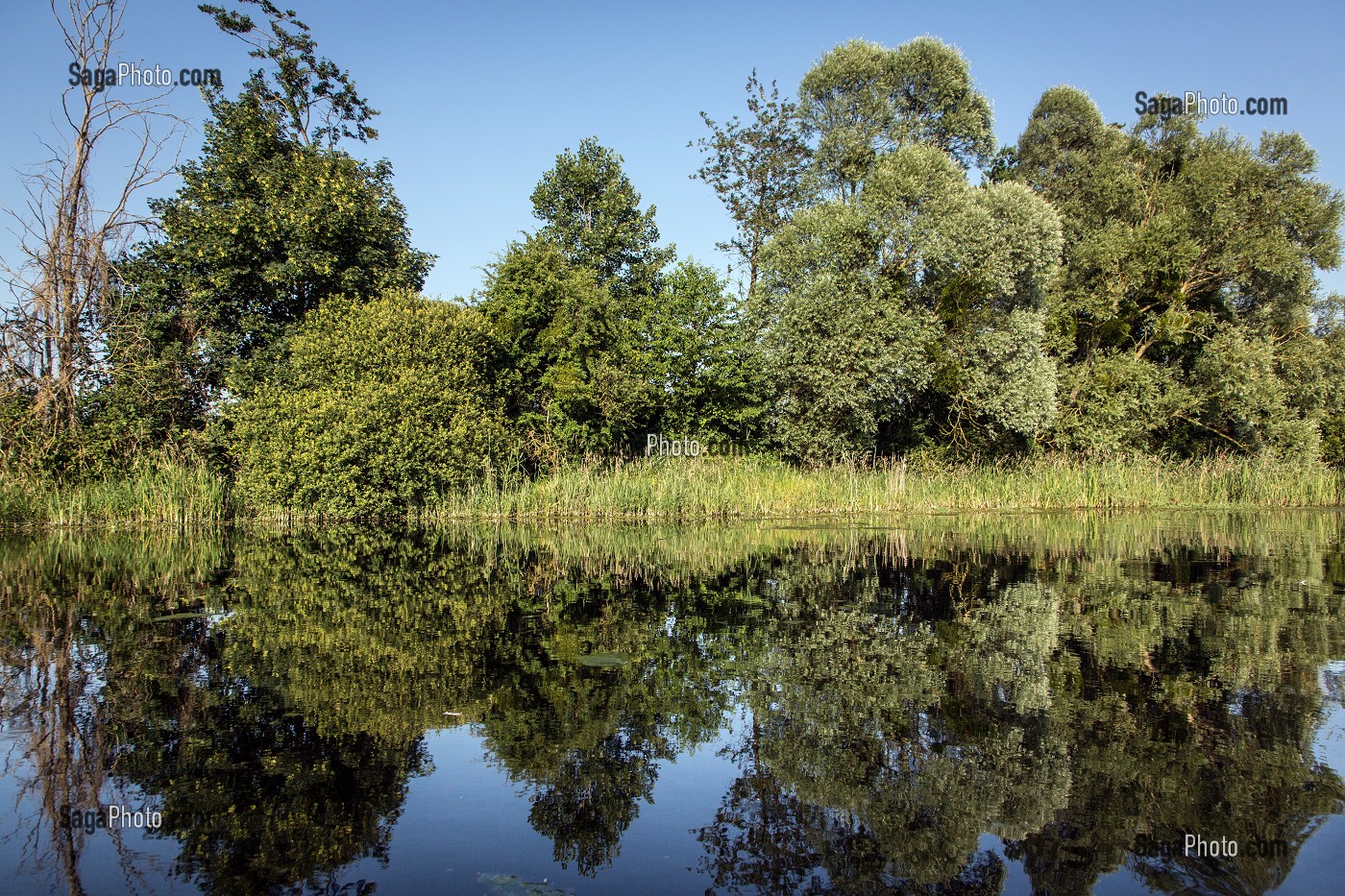 LA GOURE DE SPOY, BASSIN RESERVOIR DE LA CONIE, RIVIERE SAUVAGE ALIMENTEE PAR LES EAUX DE SOURCE DE L'EXSURGENCE DE LA NAPPE PHREATIQUE DE BEAUCE, NOTTONVILLE, EURE-ET-LOIR (28), FRANCE 