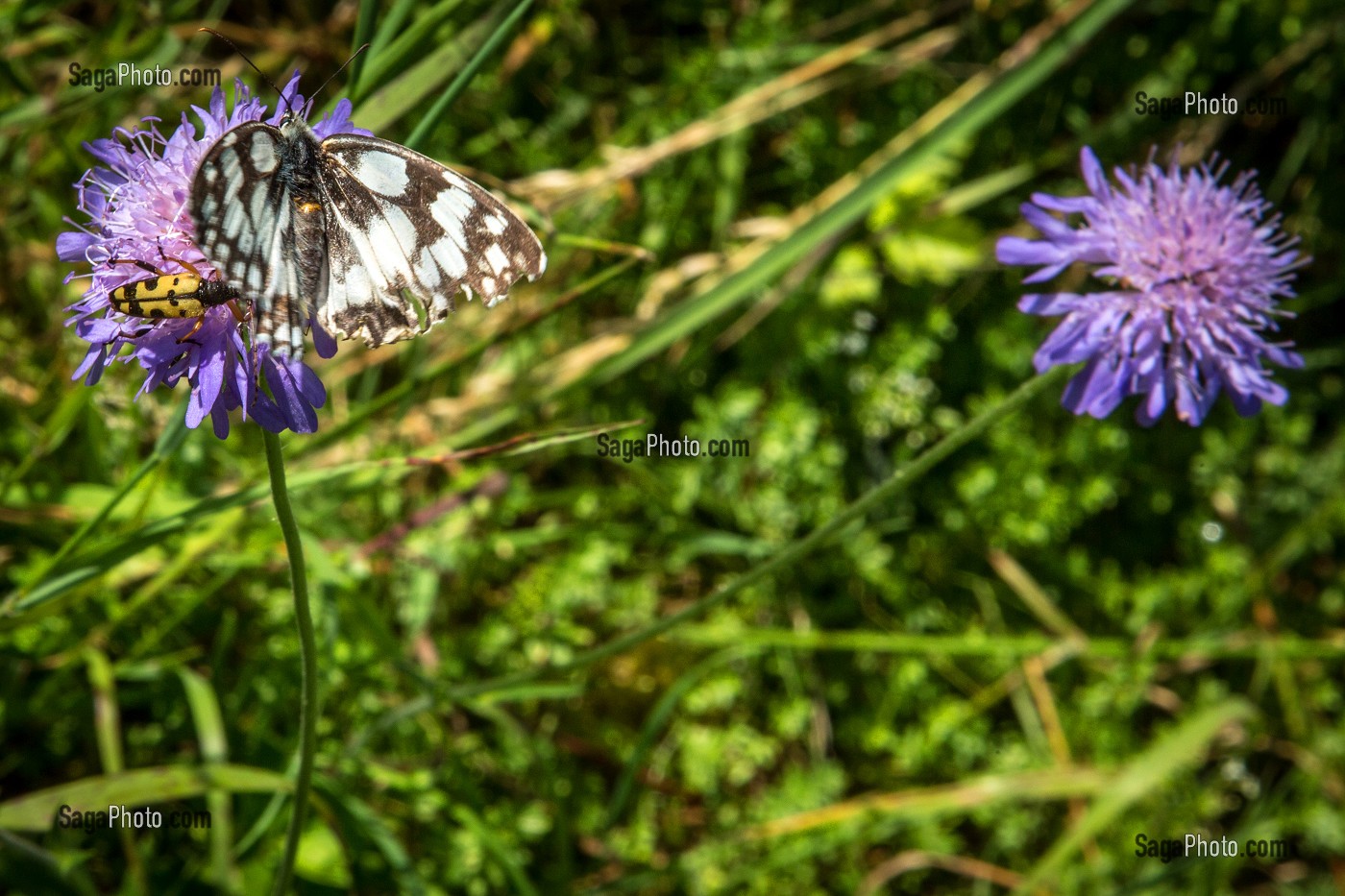 PAPILLON ET INSECTE SUR UNE CENTAUREE NOIRE, PROMENADE BOTANIIQUE ET DECOUVERTE DE LA FLORE LOCALE, VALLEE DE L'AIGRE, LA FERTE-VILLENEUIL, EURE-ET-LOIR (28), FRANCE 