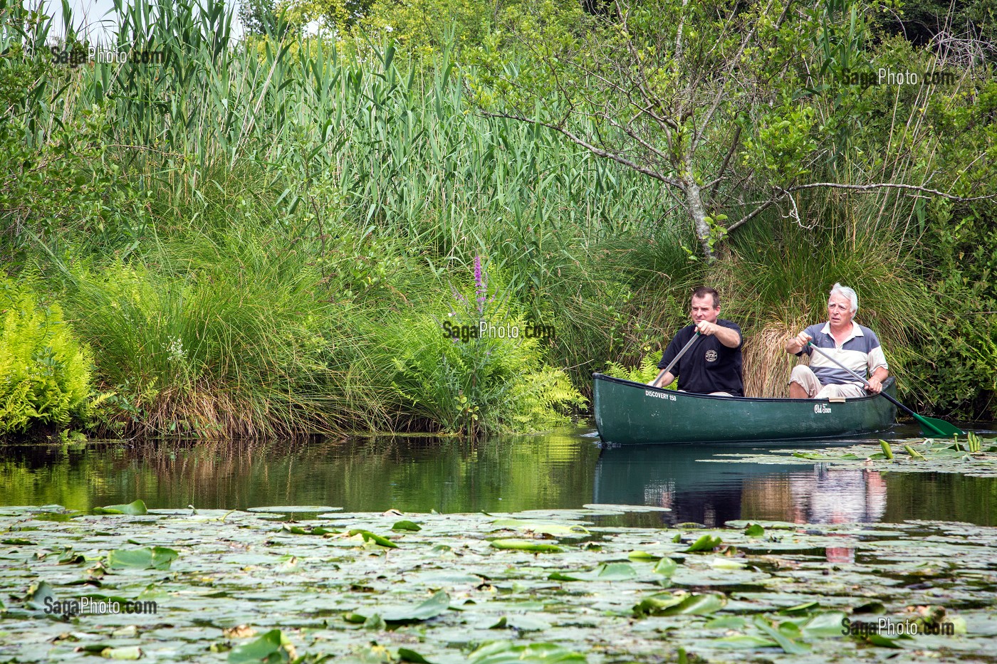 BALADE EN CANOE SUR LA CONIE, RIVIERE SAUVAGE ALIMENTEE PAR LES EAUX DE SOURCE DE L'EXSURGENCE DE LA NAPPE PHREATIQUE DE BEAUCE, ENVAHIE PAR LES NENUPHARS, MARBOUE, EURE-ET-LOIR (28), FRANCE 