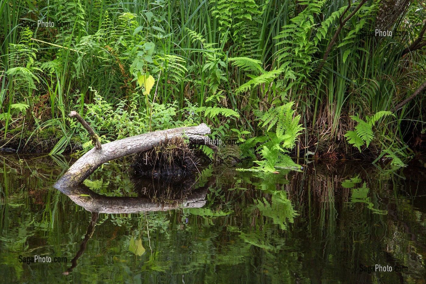 ONOCLEE SENSIBLE, ESPECE DE FOUGERE, PLANTE AQUATIQUE SUR LES RIVES DE LA CONIE, RIVIERE SAUVAGE ALIMENTEE PAR LES EAUX DE SOURCE DE L'EXSURGENCE DE LA NAPPE PHREATIQUE DE BEAUCE, MARBOUE, EURE-ET-LOIR (28), FRANCE 