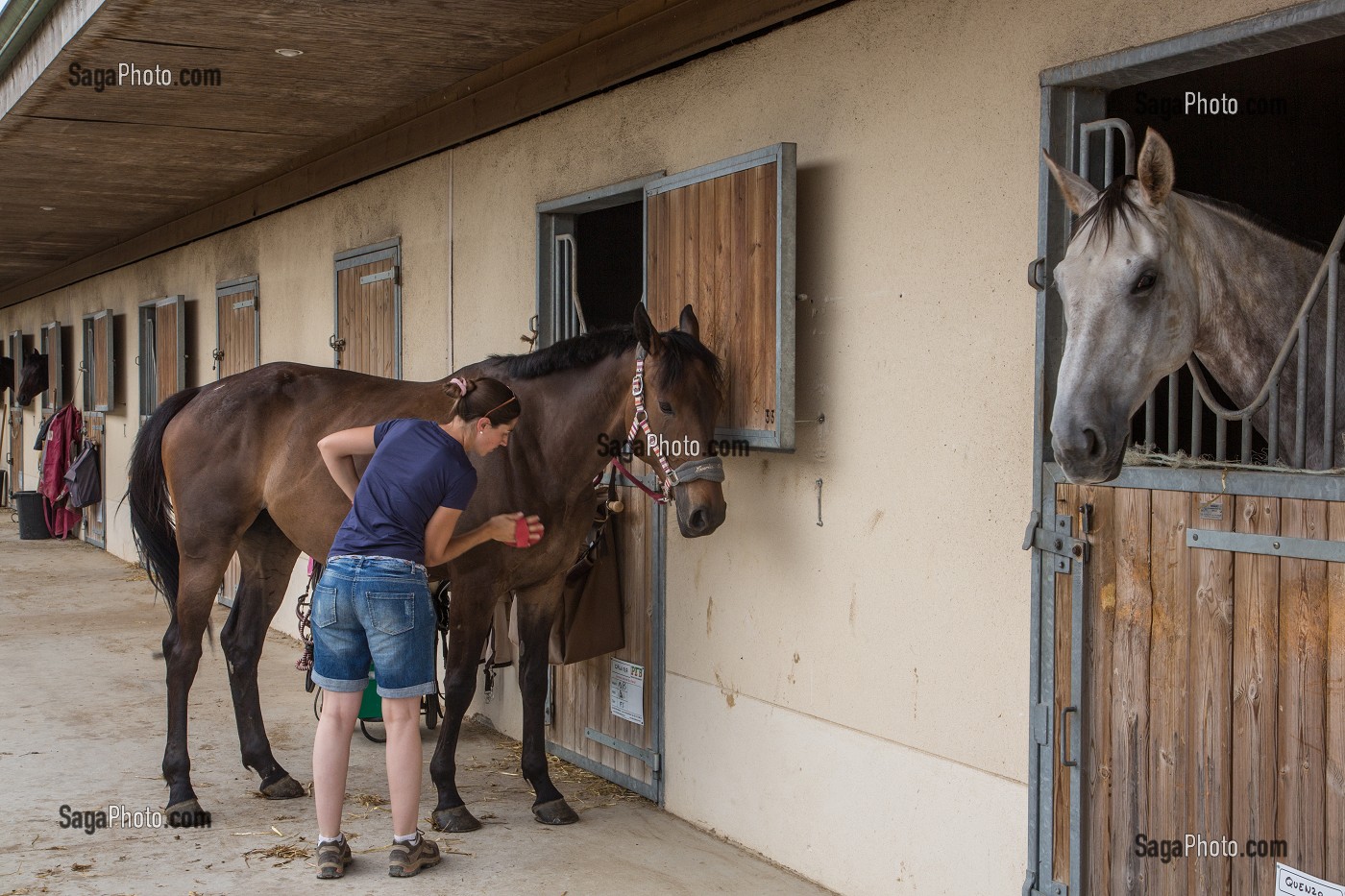 CHEVAUX DANS LEUR BOX, CENTRE EQUESTRE DES ECURIES DU VAL DE L'EURE, NOGENT-SUR-EURE, EURE-ET-LOIR (28), FRANCE 