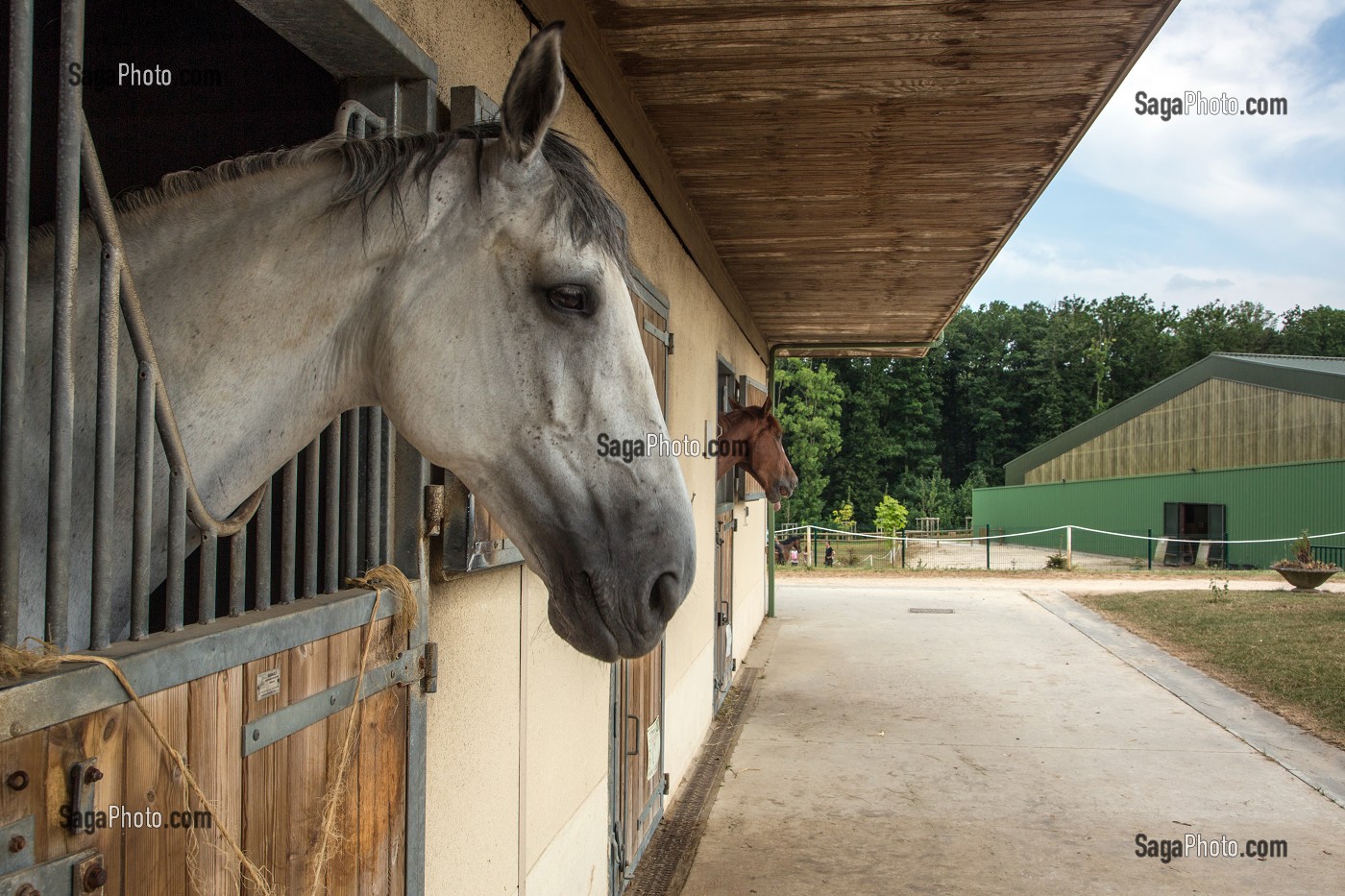 CHEVAUX DANS LEUR BOX, CENTRE EQUESTRE DES ECURIES DU VAL DE L'EURE, NOGENT-SUR-EURE, EURE-ET-LOIR (28), FRANCE 