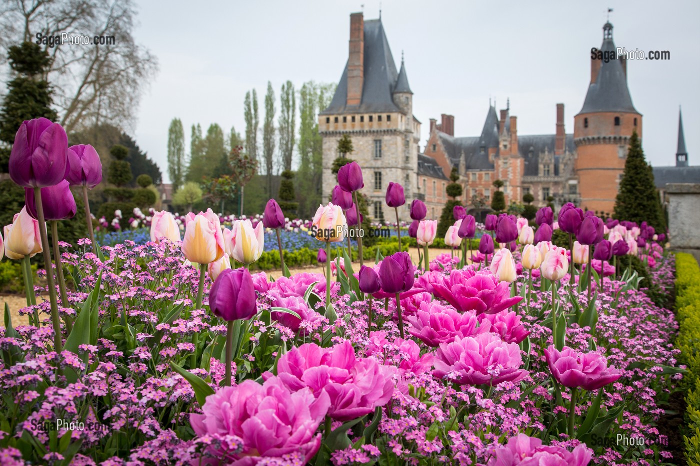 LES TULIPES DU PRINTEMPS, JARDINS A LA FRANCAISE REALISES EN 2013 SUIVANT LES PLANS D'EPOQUE D'ANDRE LE NOTRE COMMANDE PAR LOUIS XIV POUR FRANCOISE D'AUBIGNE, CHATEAU DE MAINTENON, EURE-ET-LOIR (28), FRANCE 