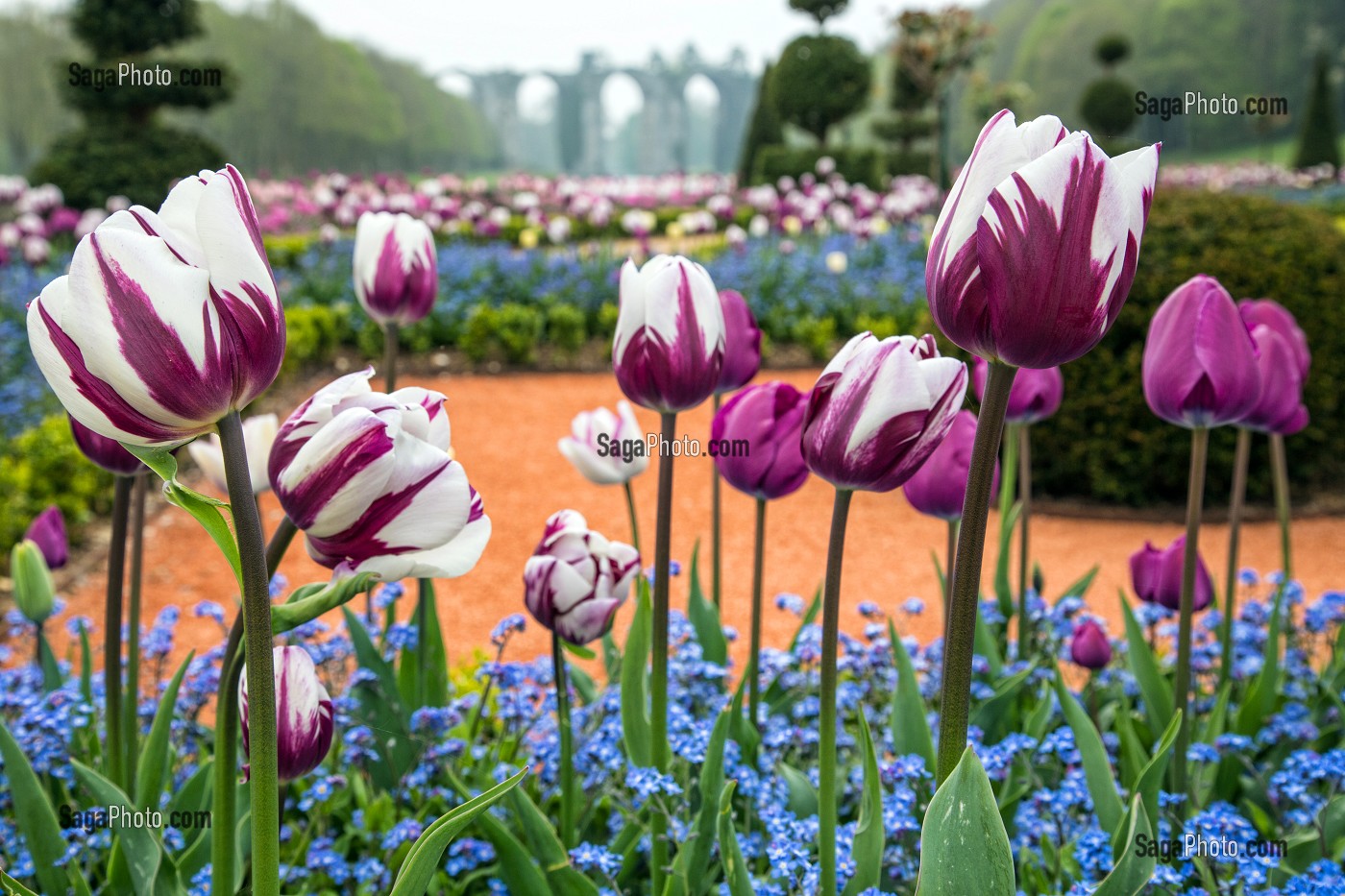 LES TULIPES DU PRINTEMPS, JARDINS A LA FRANCAISE REALISES EN 2013 SUIVANT LES PLANS D'EPOQUE D'ANDRE LE NOTRE COMMANDE PAR LOUIS XIV POUR FRANCOISE D'AUBIGNE, CHATEAU DE MAINTENON, EURE-ET-LOIR (28), FRANCE 