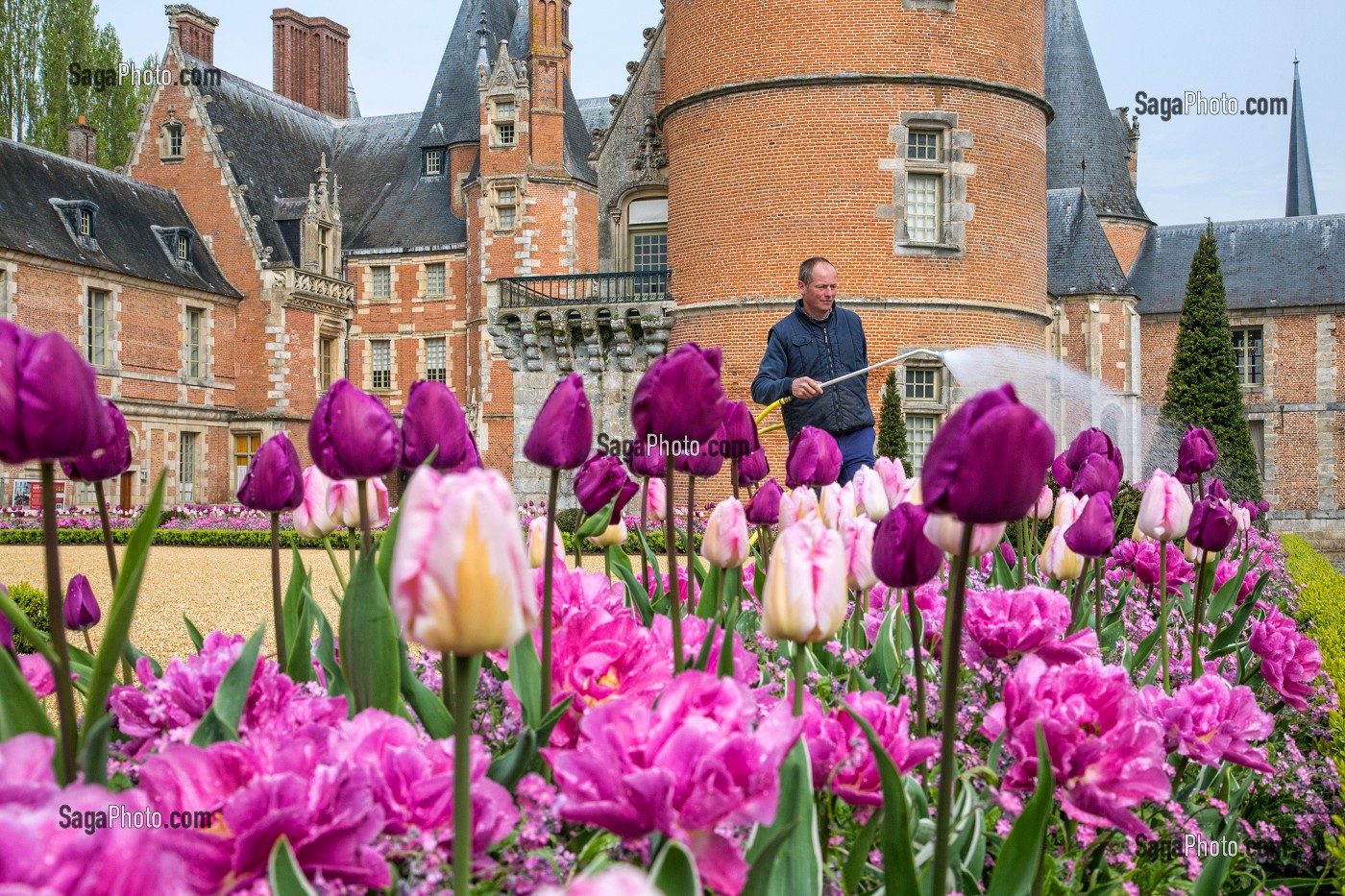 JARDINIER, ARROSAGE DES TULIPES DU PRINTEMPS, JARDINS A LA FRANCAISE REALISES EN 2013 SUIVANT LES PLANS D'EPOQUE D'ANDRE LE NOTRE COMMANDE PAR LOUIS XIV POUR FRANCOISE D'AUBIGNE, CHATEAU DE MAINTENON, EURE-ET-LOIR (28), FRANCE 