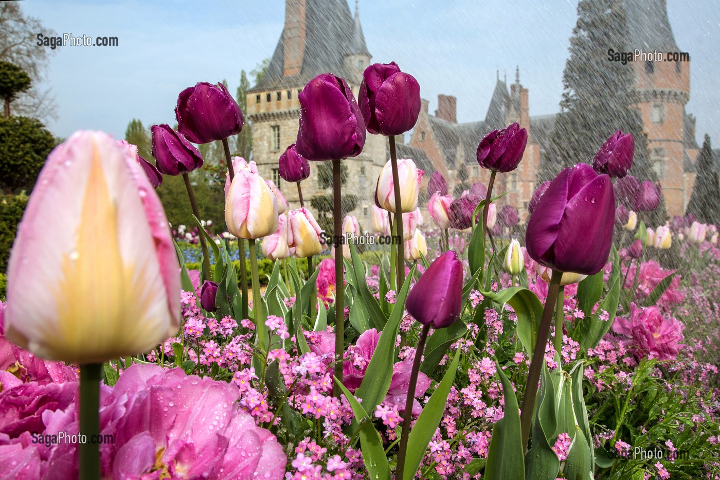 ARROSAGE DES TULIPES DU PRINTEMPS, JARDINS A LA FRANCAISE REALISES EN 2013 SUIVANT LES PLANS D'EPOQUE D'ANDRE LE NOTRE COMMANDE PAR LOUIS XIV POUR FRANCOISE D'AUBIGNE, CHATEAU DE MAINTENON, EURE-ET-LOIR (28), FRANCE 