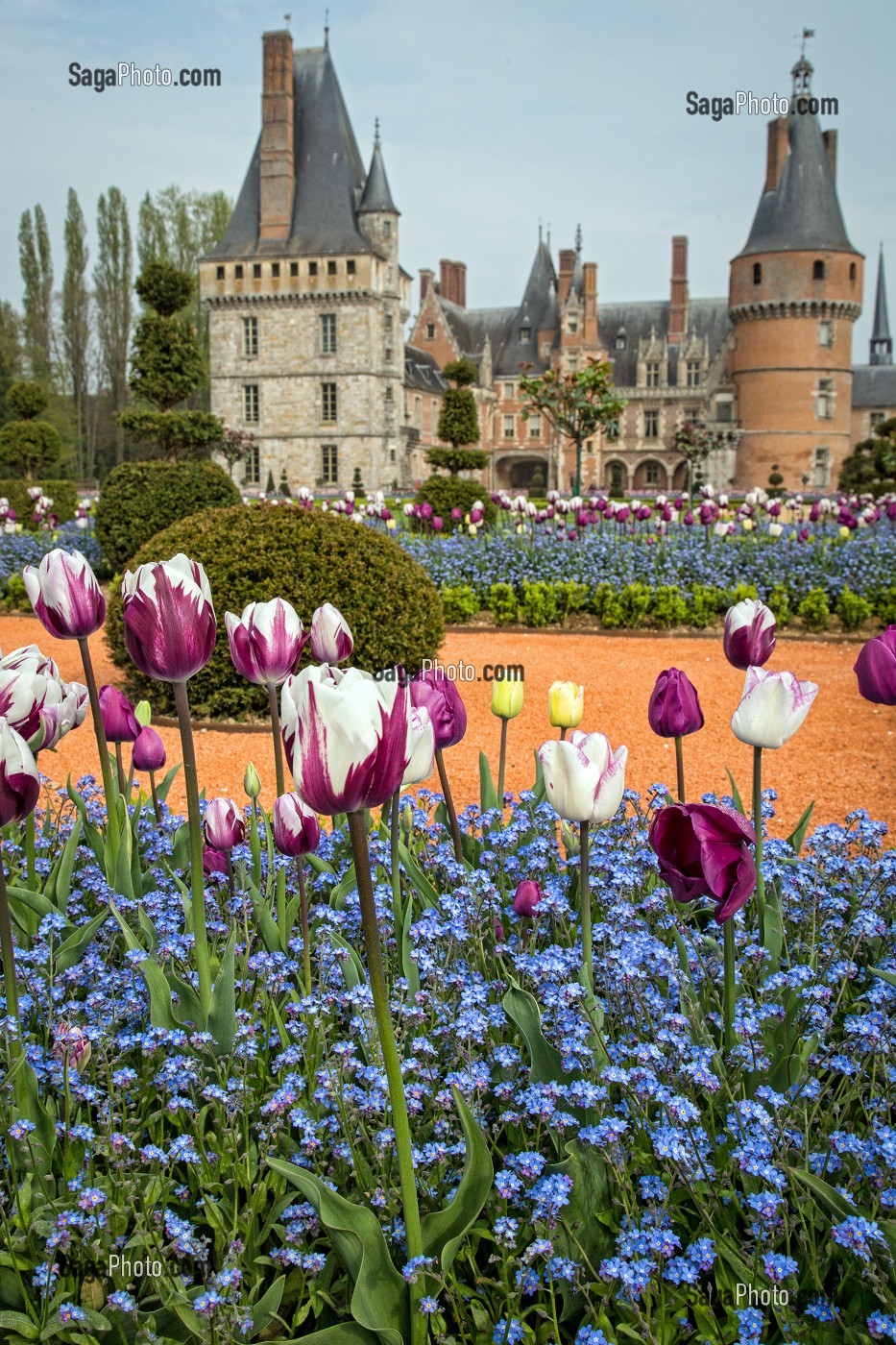 LES TULIPES DU PRINTEMPS, JARDINS A LA FRANCAISE REALISES EN 2013 SUIVANT LES PLANS D'EPOQUE D'ANDRE LE NOTRE COMMANDE PAR LOUIS XIV POUR FRANCOISE D'AUBIGNE, CHATEAU DE MAINTENON, EURE-ET-LOIR (28), FRANCE 