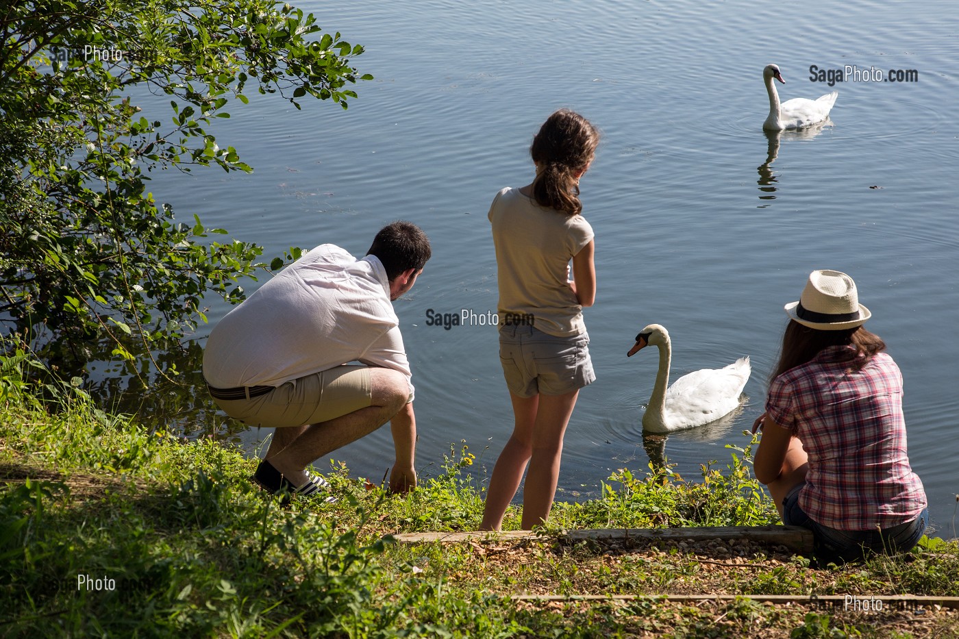BALADE NATURE AVEC LES CYGNES AUTOUR DU PLAN D'EAU DE MEZIERES-ECLUZELLES, EURE-ET-LOIR (28), FRANCE 