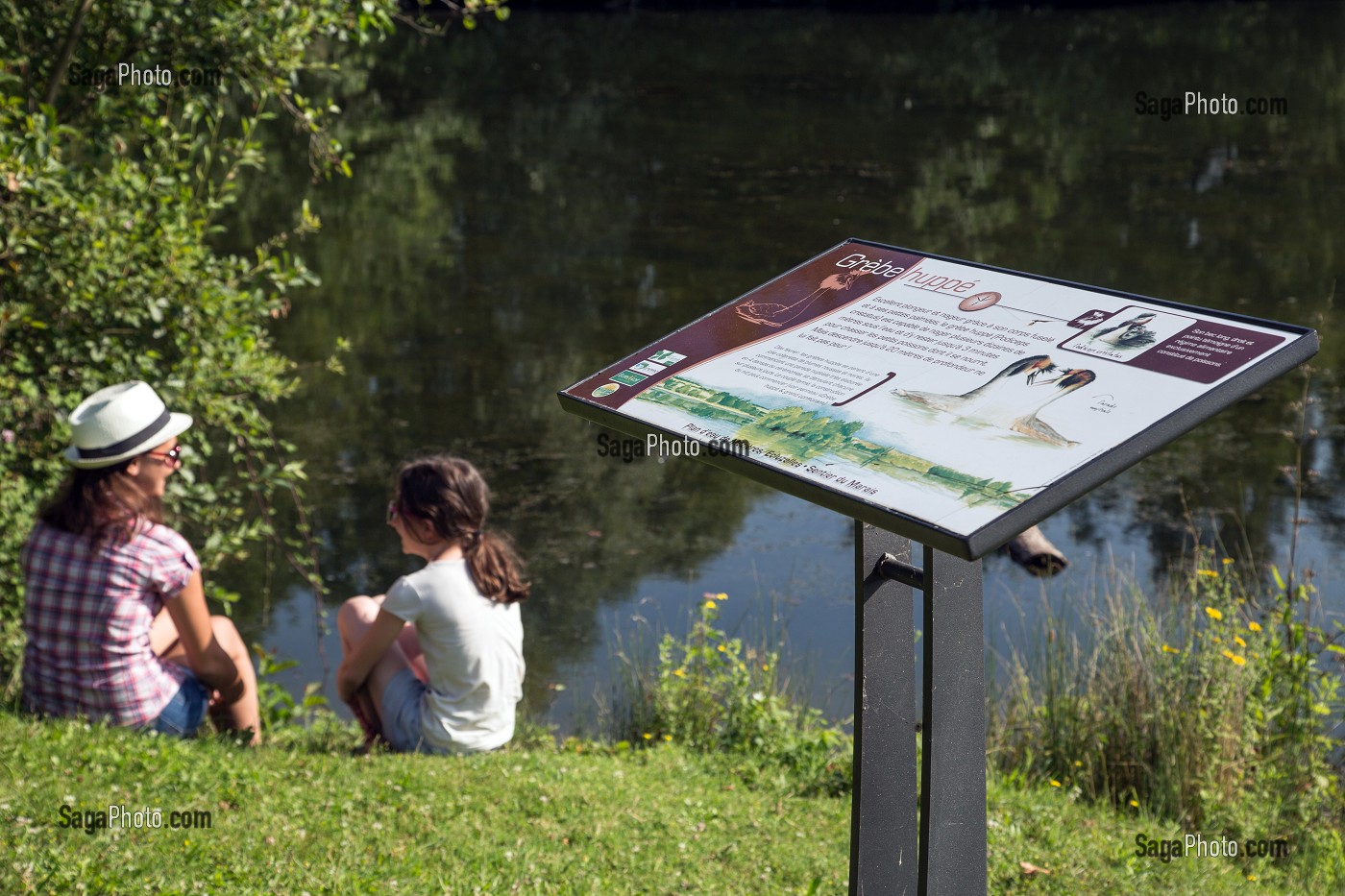 ZONE D'OBSERVATION DES OISEAUX DE LA GREBE HUPPE, BALADE NATURE AUTOUR DU PLAN D'EAU DE MEZIERES-ECLUZELLES, MEZIERES-EN-DROUAIS, EURE-ET-LOIR (28), FRANCE 