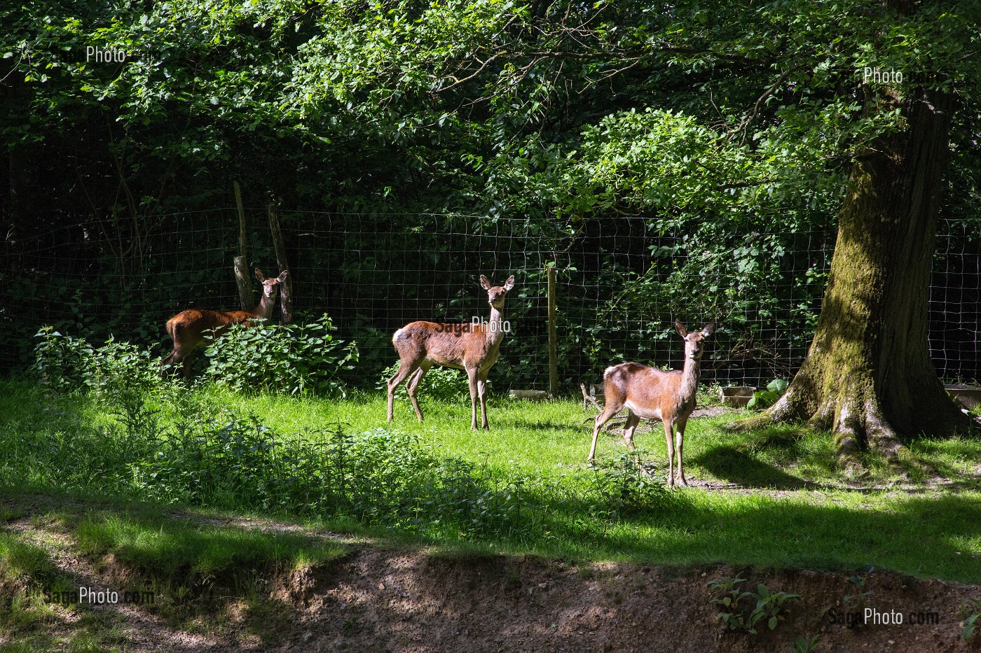 CERF ET BICHES DU PARC DES CHAMBRES D'HOTES A L'AUBERGE GRAND'MAISON, MEAUCE, EURE-ET-LOIR (28), FRANCE 