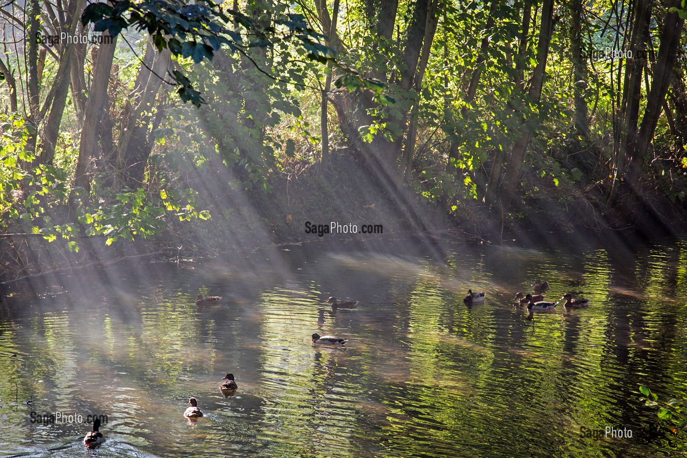 BRUMES DU PETIT MATIN SUR LES BORDS DU LOIR A ILLIERS-COMBRAY, VILLAGE D'ENFANCE DE MARCEL PROUST DECRIT DANS SON OUVRAGE 'A LA RECHERCHE DU TEMPS PERDU', EURE-ET-LOIR (28), FRANCE 