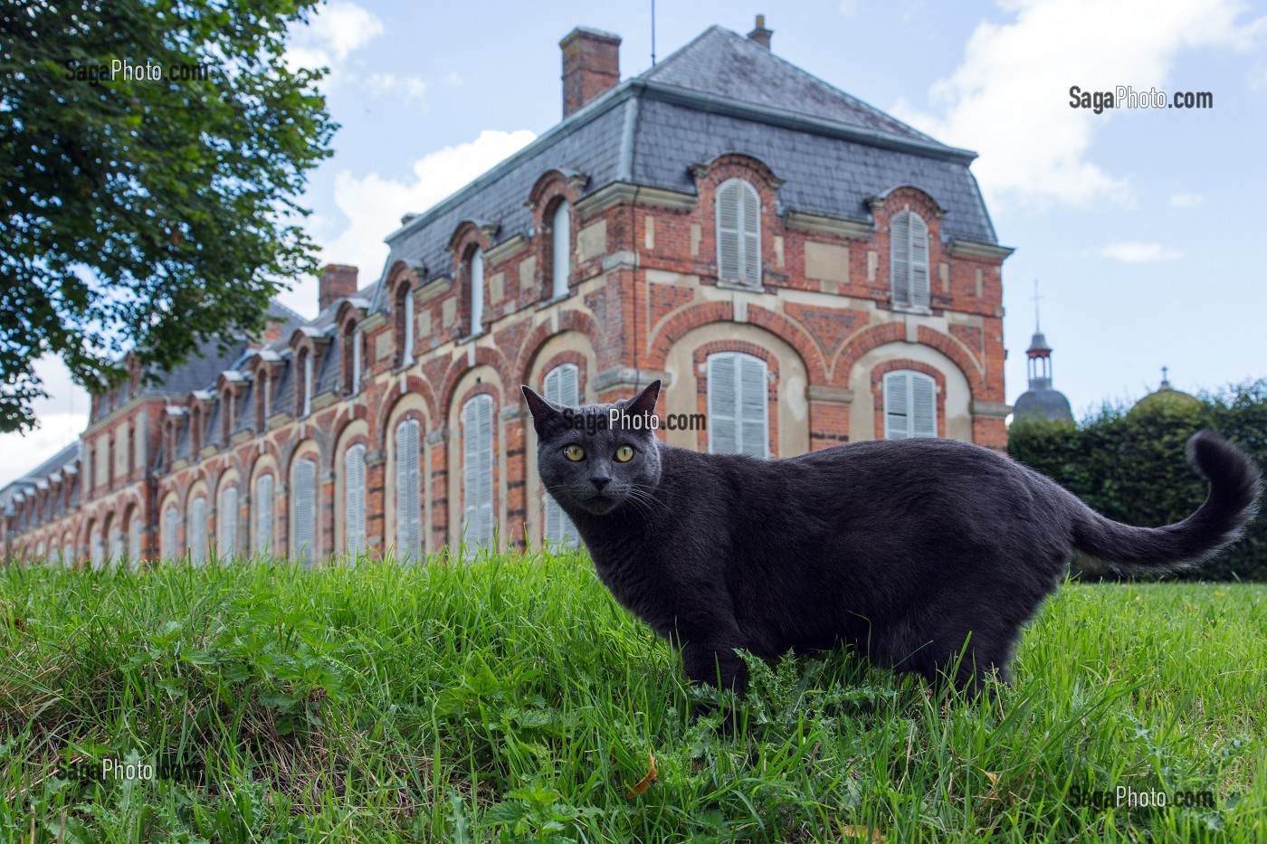 CHAT GRIS EN CHASSE DEVANT LES COMMUNS (PETIT CHATEAU) DU CHATEAU SAINT-SIMON, LA FERTE-VIDAME, EURE-ET-LOIR (28), FRANCE 